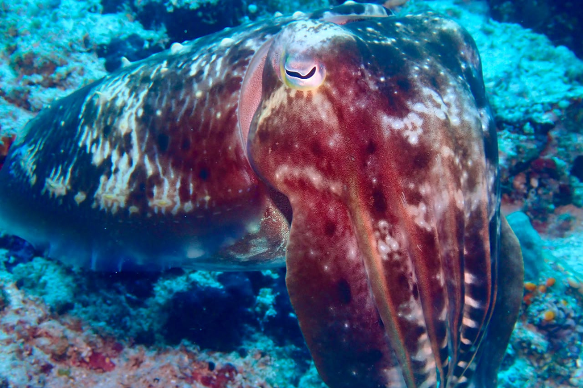 Mimpi Indah Resort - Diving Holidays Mimpi Indah Resort - Diving Holidays