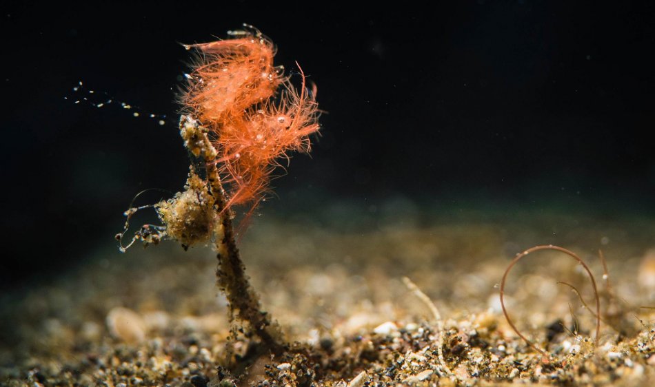 Lembeh - Diving Holidays