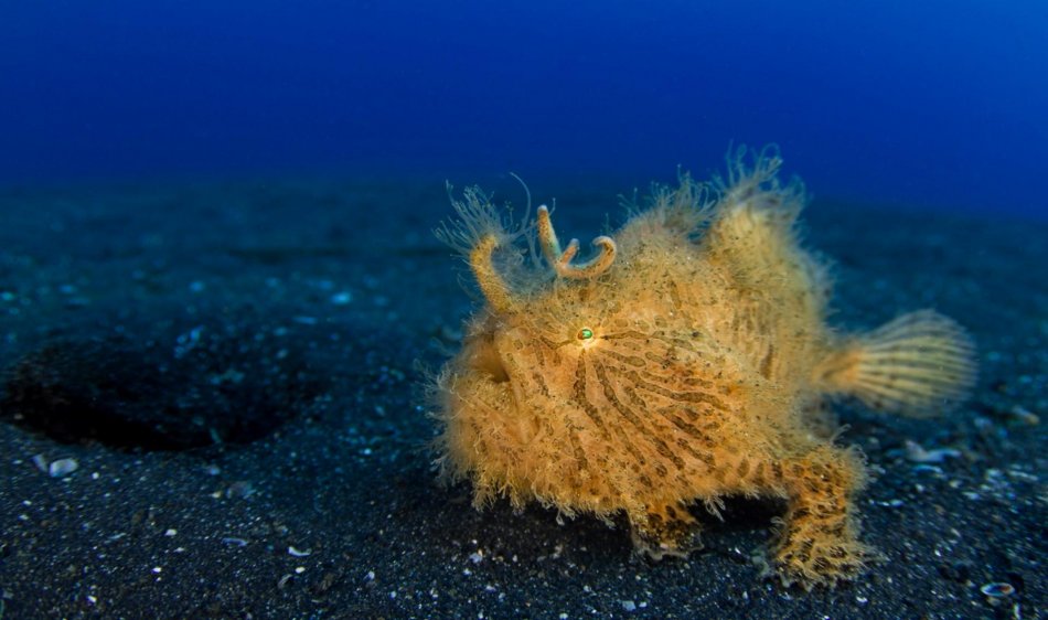 Lembeh - Diving Holidays