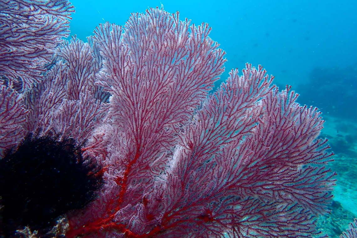Mimpi Indah Resort - Diving Holidays Mimpi Indah Resort - Diving Holidays