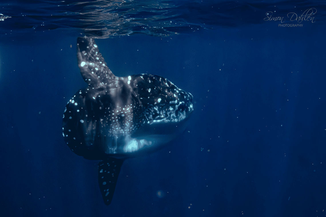 Moko Alor Dive Moko Alor Dive
