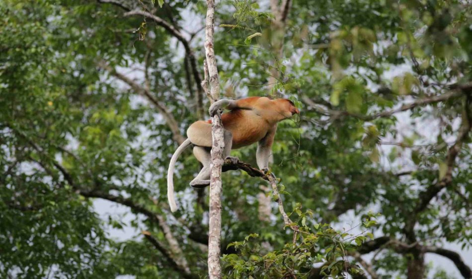 Bukit Melapi Lodge- Diving Holidays