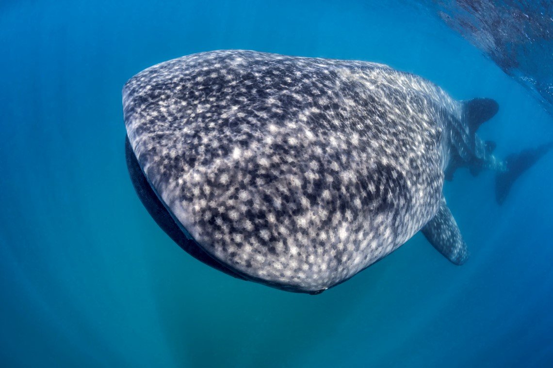 Diversity Scuba - Diving Holidays