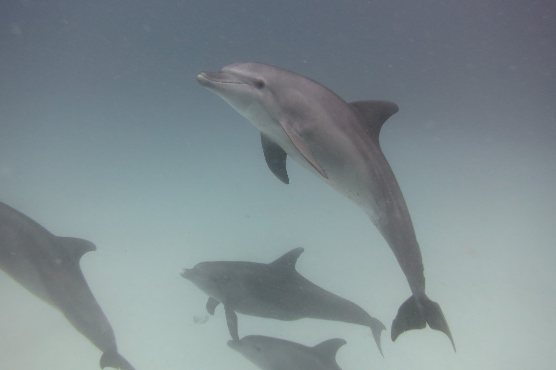 Scubafish Duikcentrum - Diving Holidays