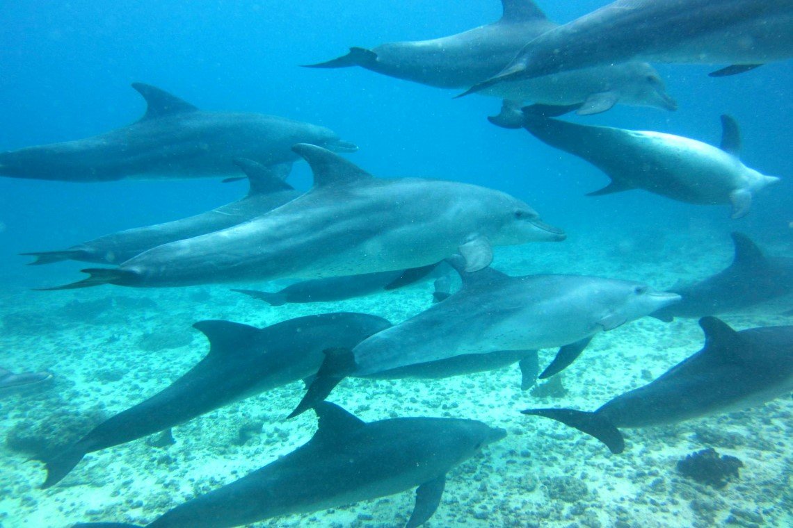 Scubafish Duikcentrum - Diving Holidays