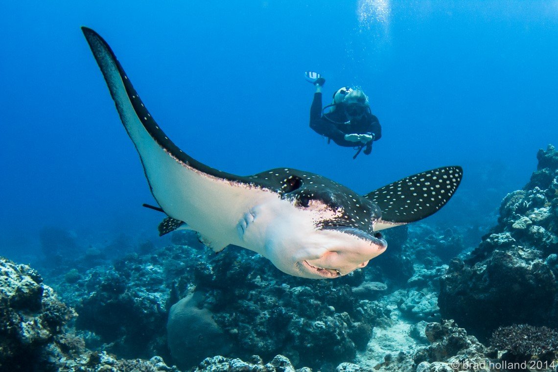 Manta Ray Bay Hotel - Diving Holidays Manta Ray Bay Hotel - Diving Holidays