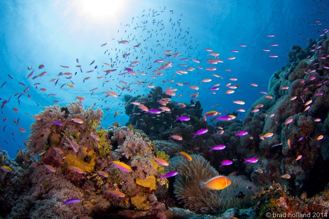 Yap Divers - Diving Holidays Yap Divers - Diving Holidays