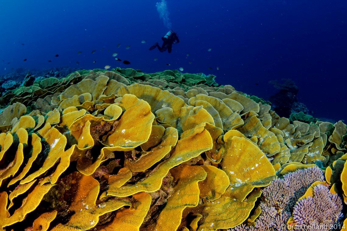 Yap Divers - Diving Holidays Yap Divers - Diving Holidays