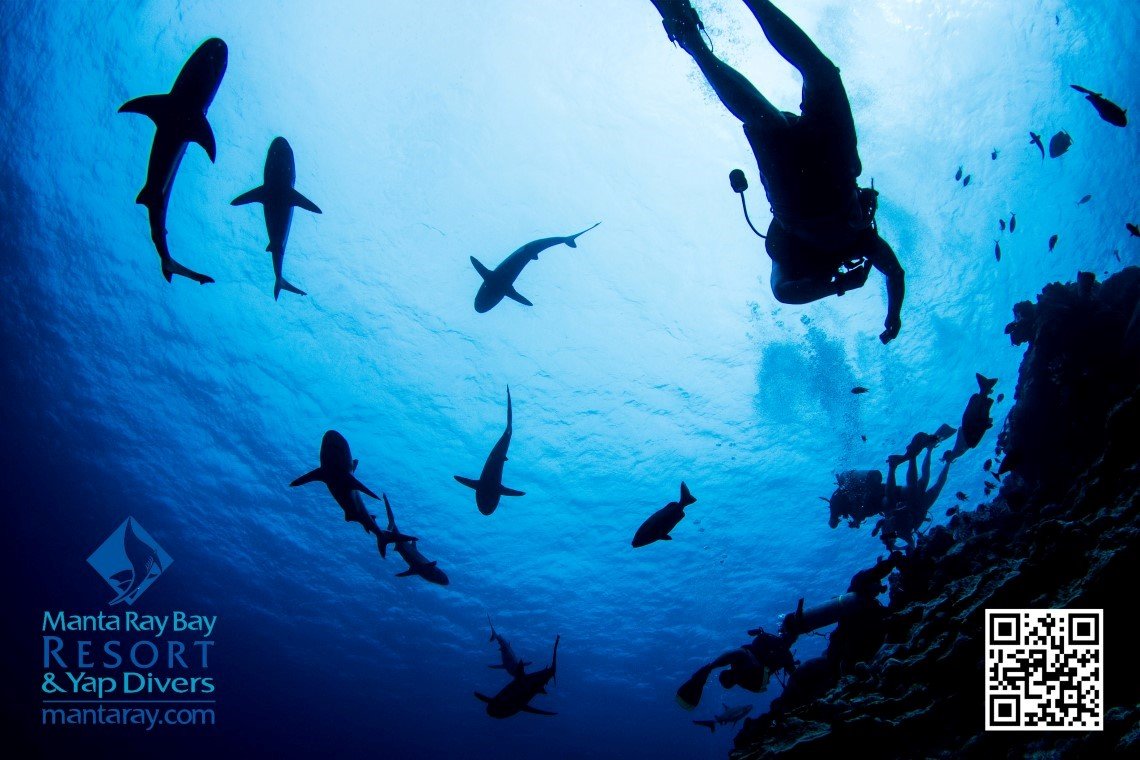Yap Divers - Diving Holidays Yap Divers - Diving Holidays
