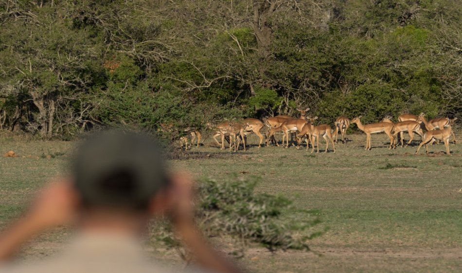 Krugerpark - Diving Holidays