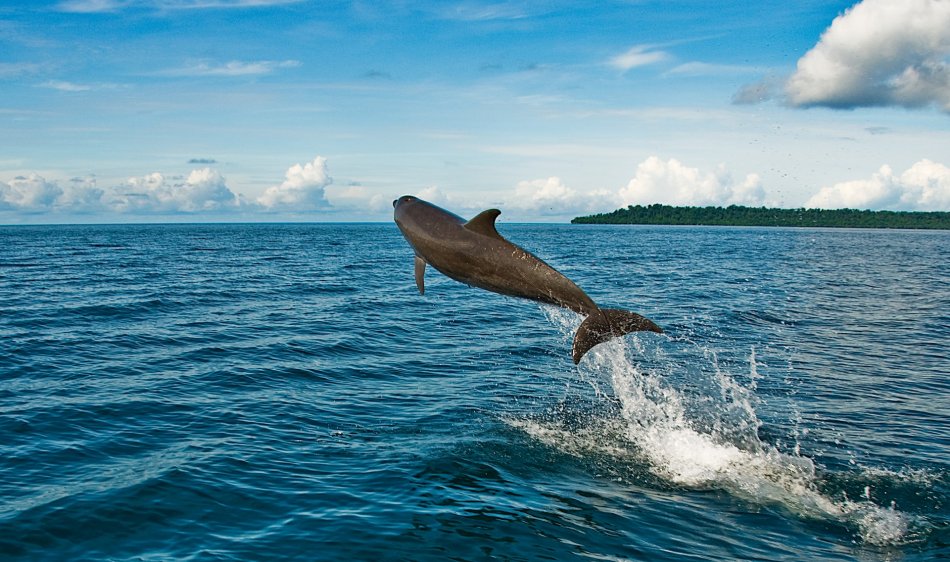 Borneo Kalimantan - Diving Holidays