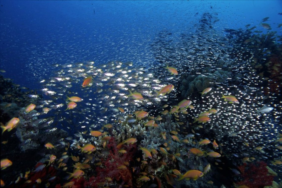 Best of Bali Divesafari - Diving Holidays Best of Bali Divesafari - Diving Holidays