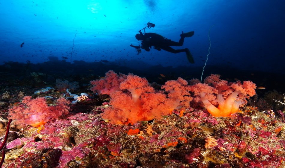 Best of Bali Divesafari - Diving Holidays