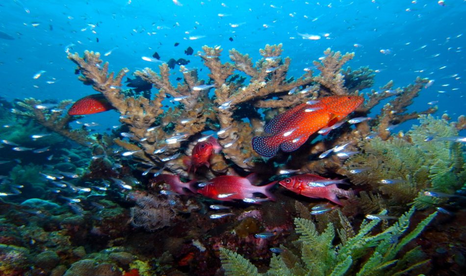 Best of Bali Divesafari - Diving Holidays