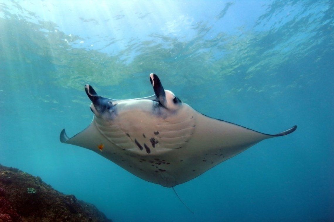 Duikrondreis Bali - Diving Holidays