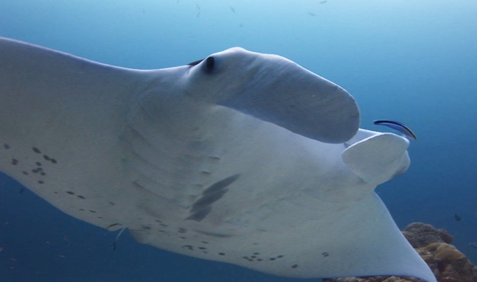 SY Palau Siren Liveaboard - Diving Holidays