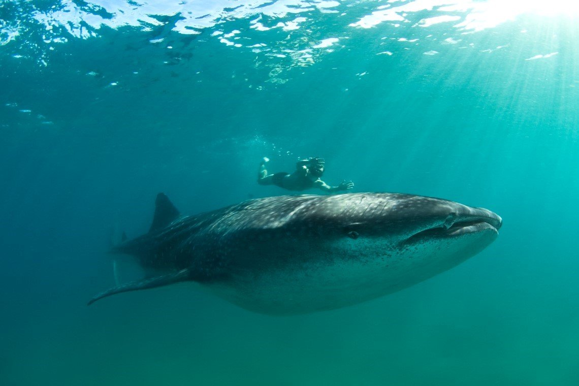 Odyssea Dive - Diving Holidays