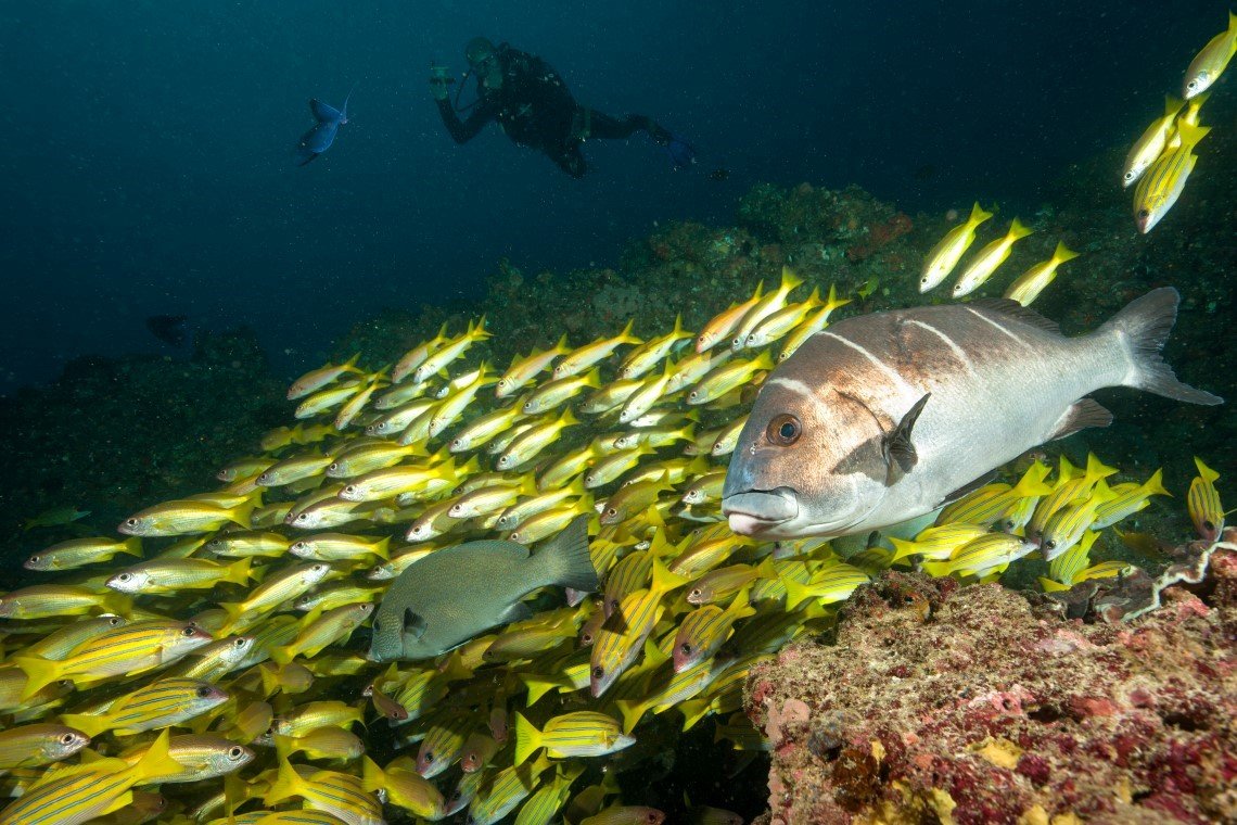 Odyssea Dive - Diving Holidays