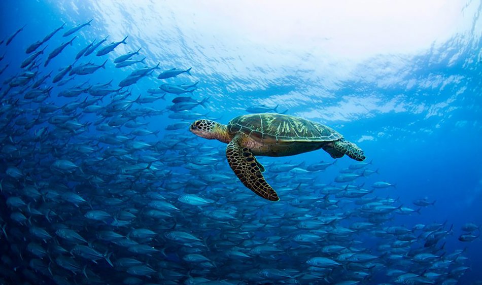 Combinatiereis Sumisid Lodge en Oasis Resort - Diving Holidays