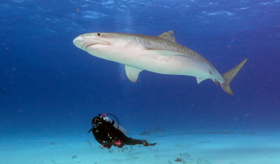 Bahama Liveaboards - Diving Holidays