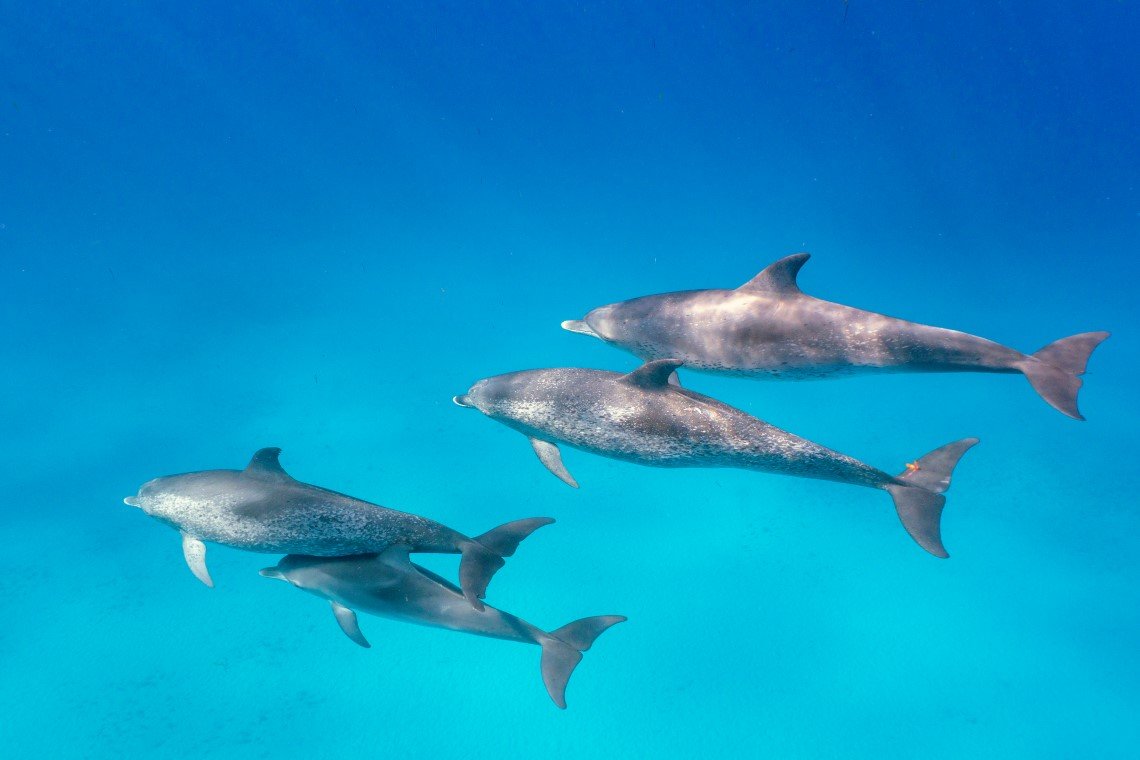 Dolphin Dream Liveaboard - Diving Holidays Dolphin Dream Liveaboard - Diving Holidays