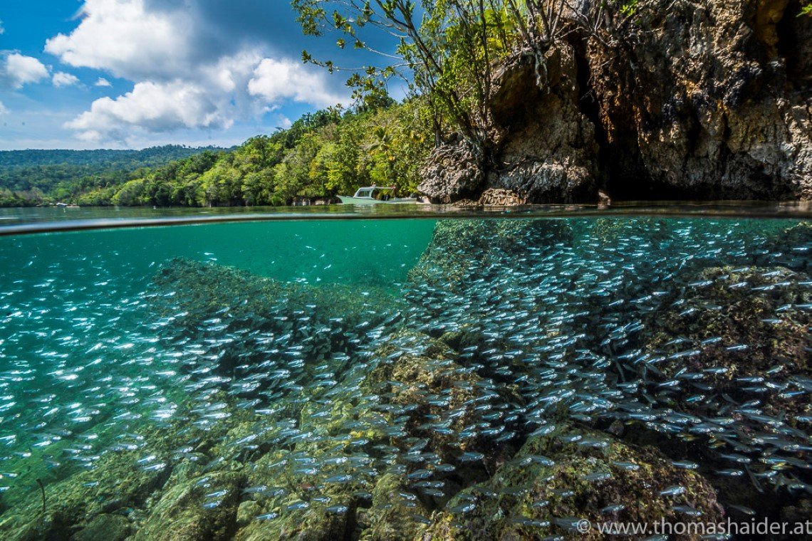 Triton Bay Divers - Diving Holidays