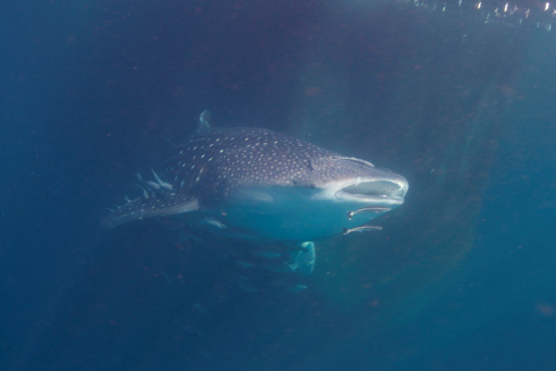 Triton Bay Divers - Diving Holidays Triton Bay Divers - Diving Holidays