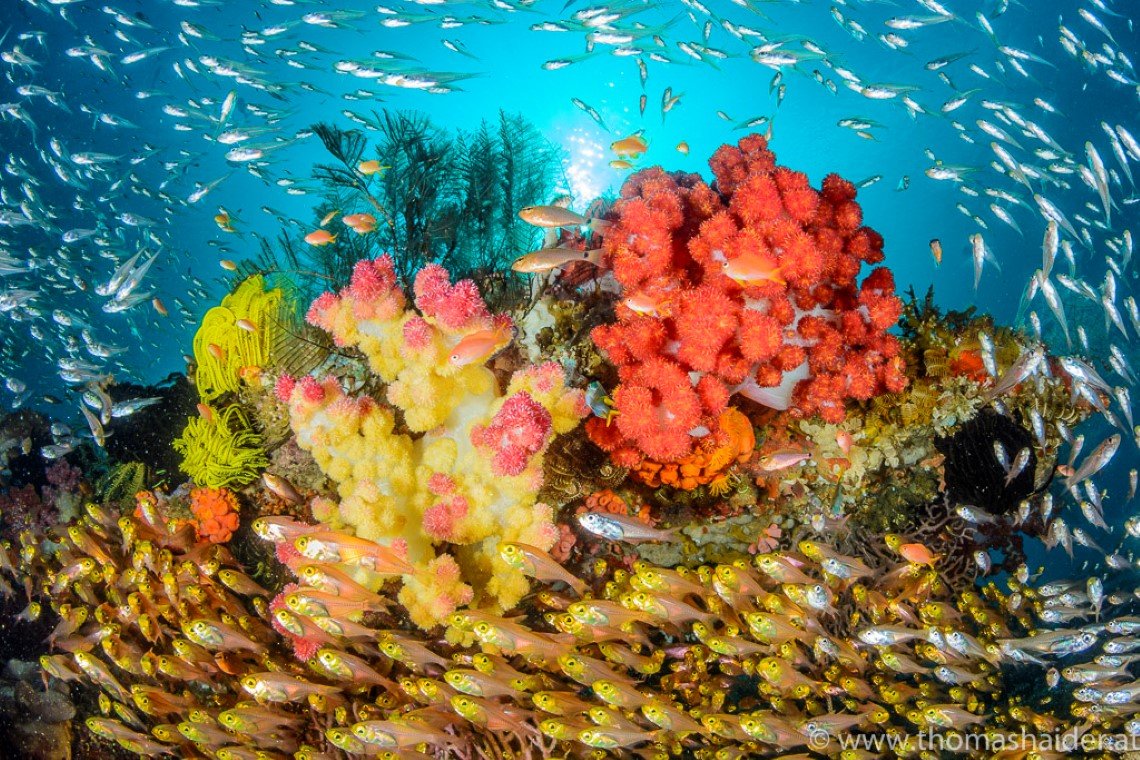 Triton Bay Divers - Diving Holidays