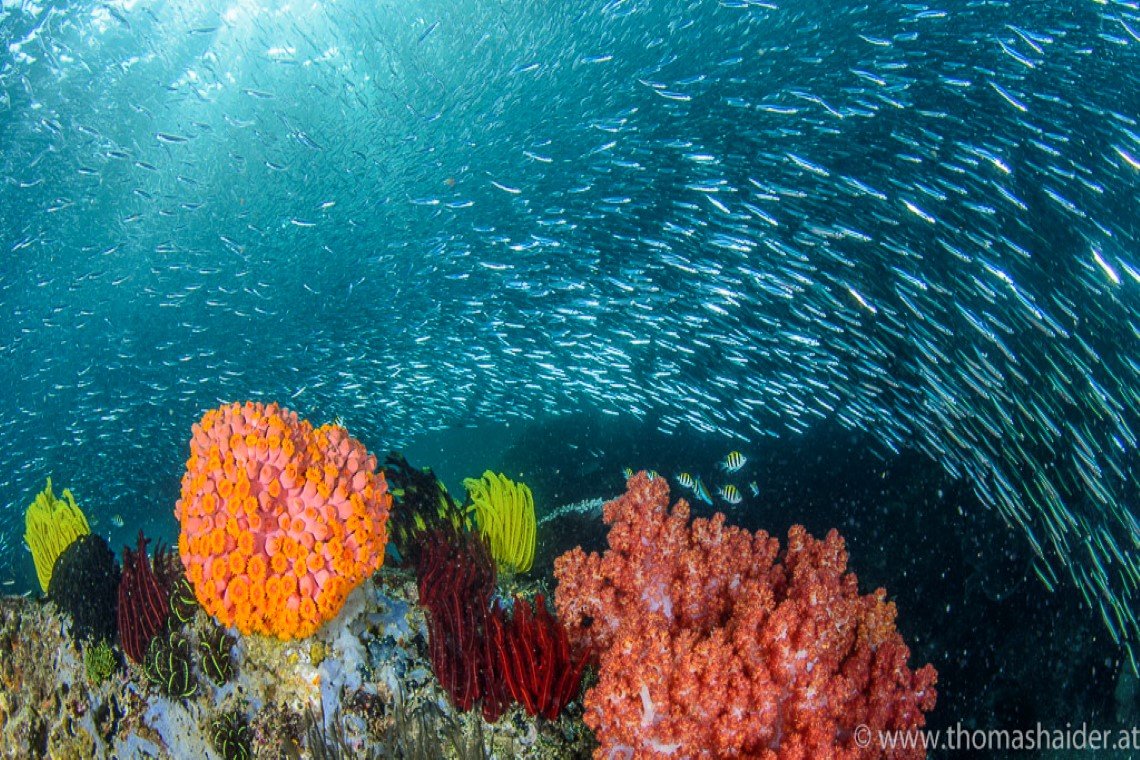 Triton Bay Divers - Diving Holidays