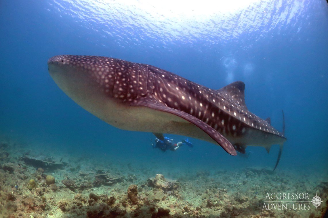 maldives-uw40.jpg MY Maldives Aggressor II - Diving Holidays