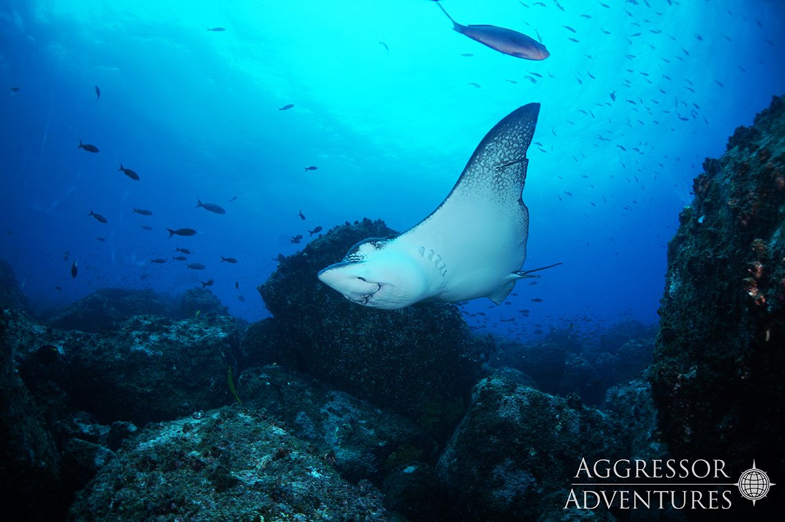 MY Galapagos Aggressor III - Diving Holidays