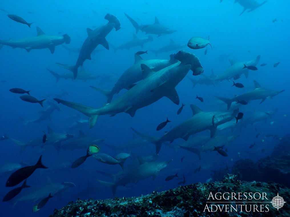 MY Galapagos Aggressor III - Diving Holidays