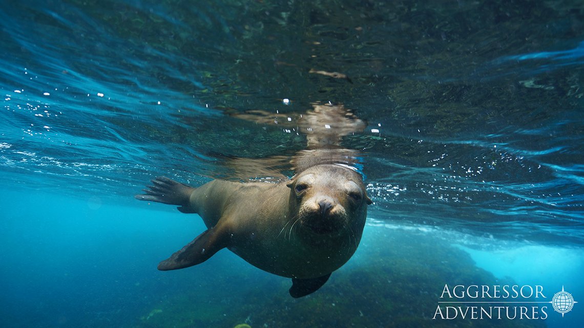 MY Galapagos Aggressor III - Diving Holidays