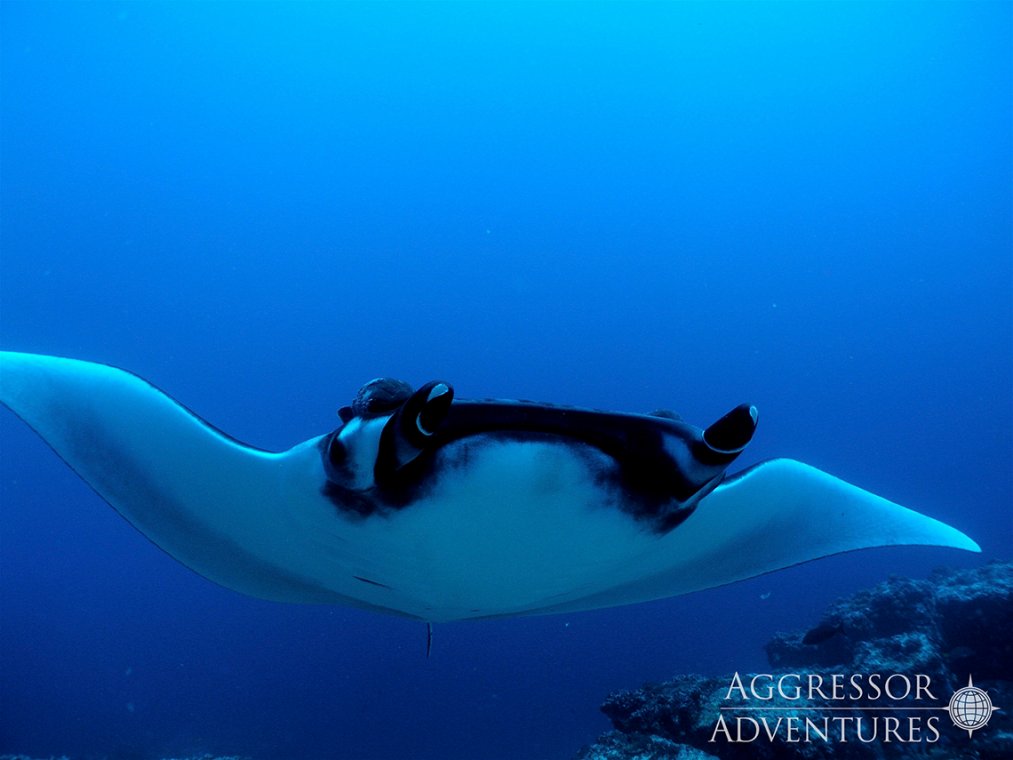 MY Galapagos Aggressor III - Diving Holidays