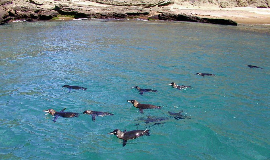 Galapagos Liveabaords - Diving Holidays