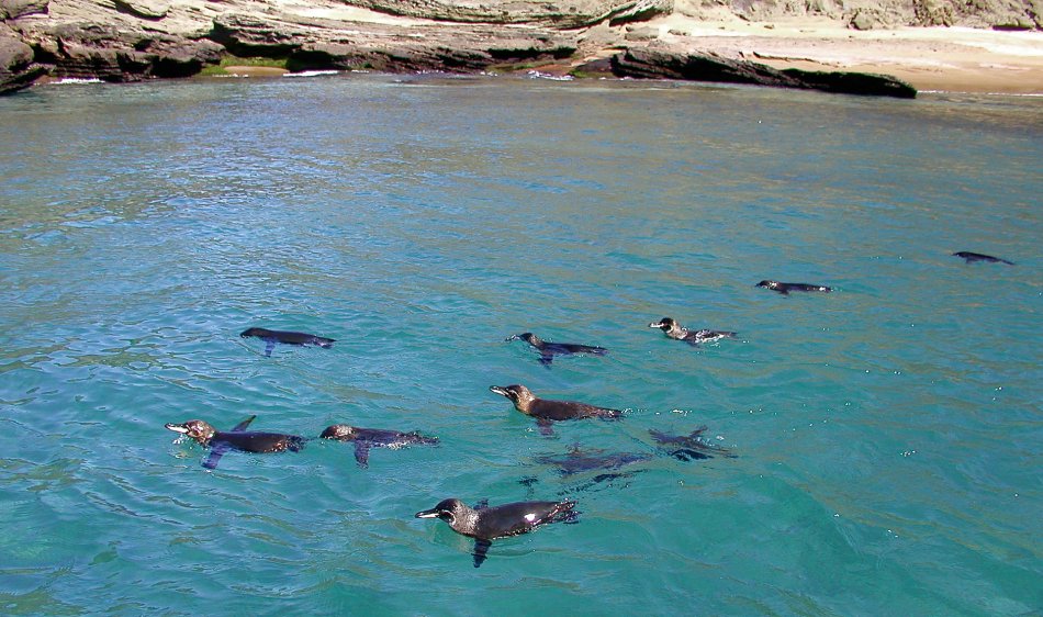 Galapagos Liveabaords - Diving Holidays