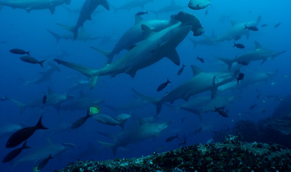 Galapagos Liveaboards - Diving Holidays