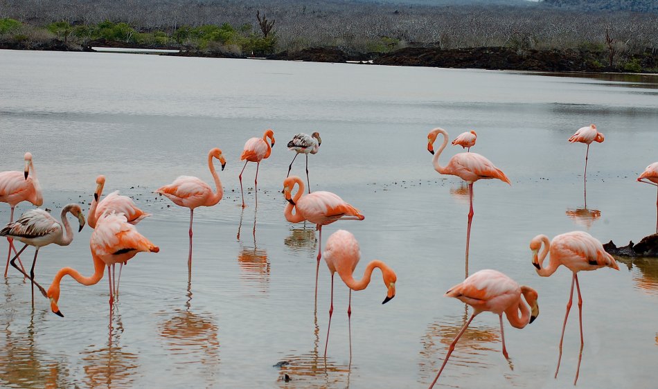 Galapagos Liveaboards - Diving Holidays