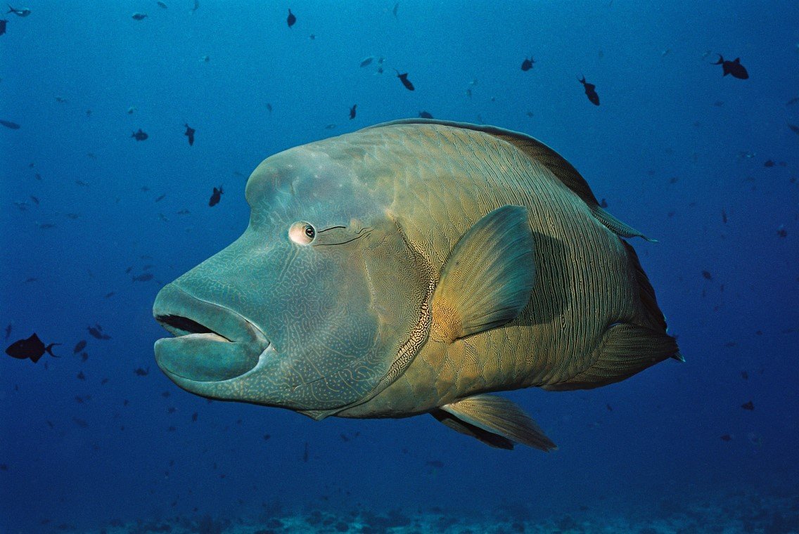 Fish 'n Fins - Diving Holidays