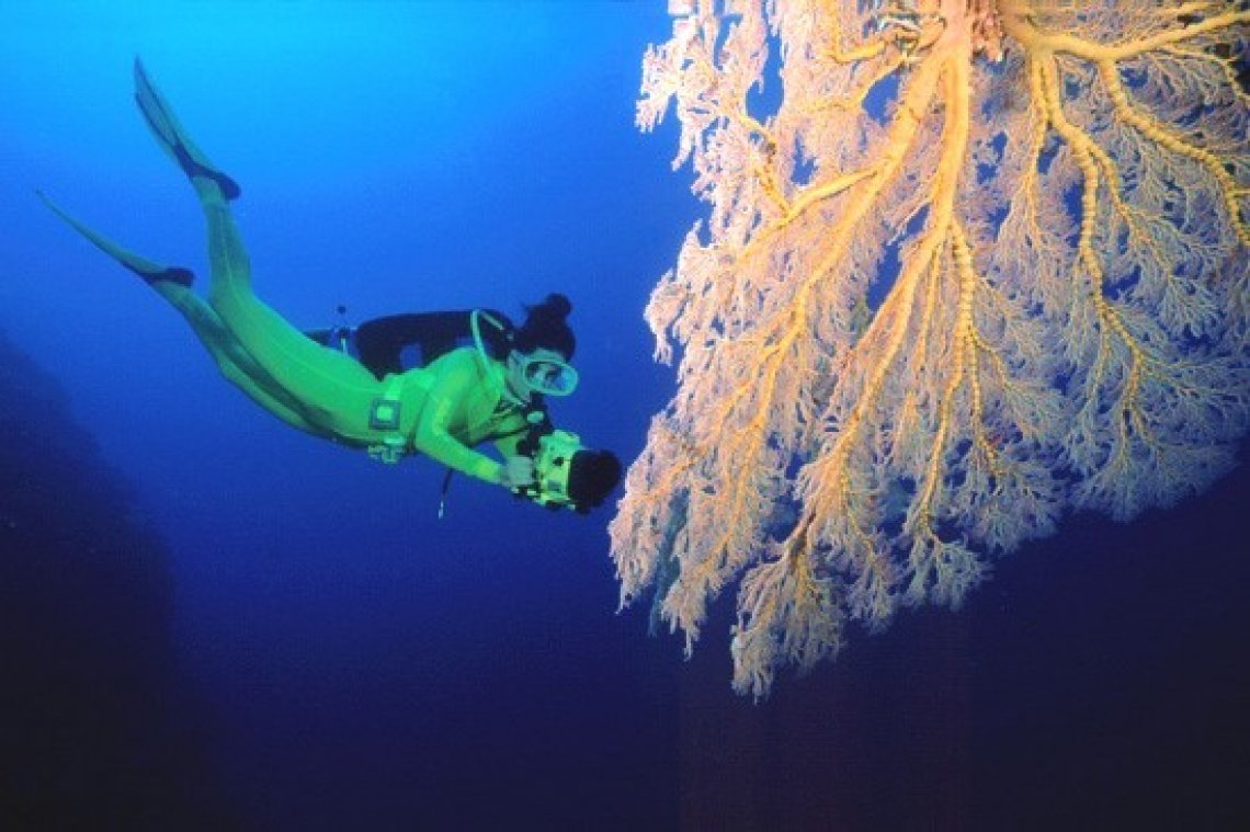 Fish 'n Fins - Diving Holidays