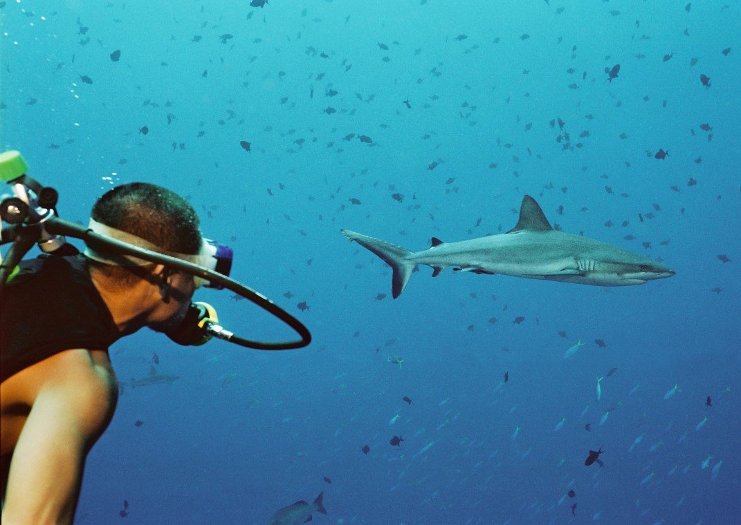 Fish 'n Fins - Diving Holidays Fish 'n Fins - Diving Holidays