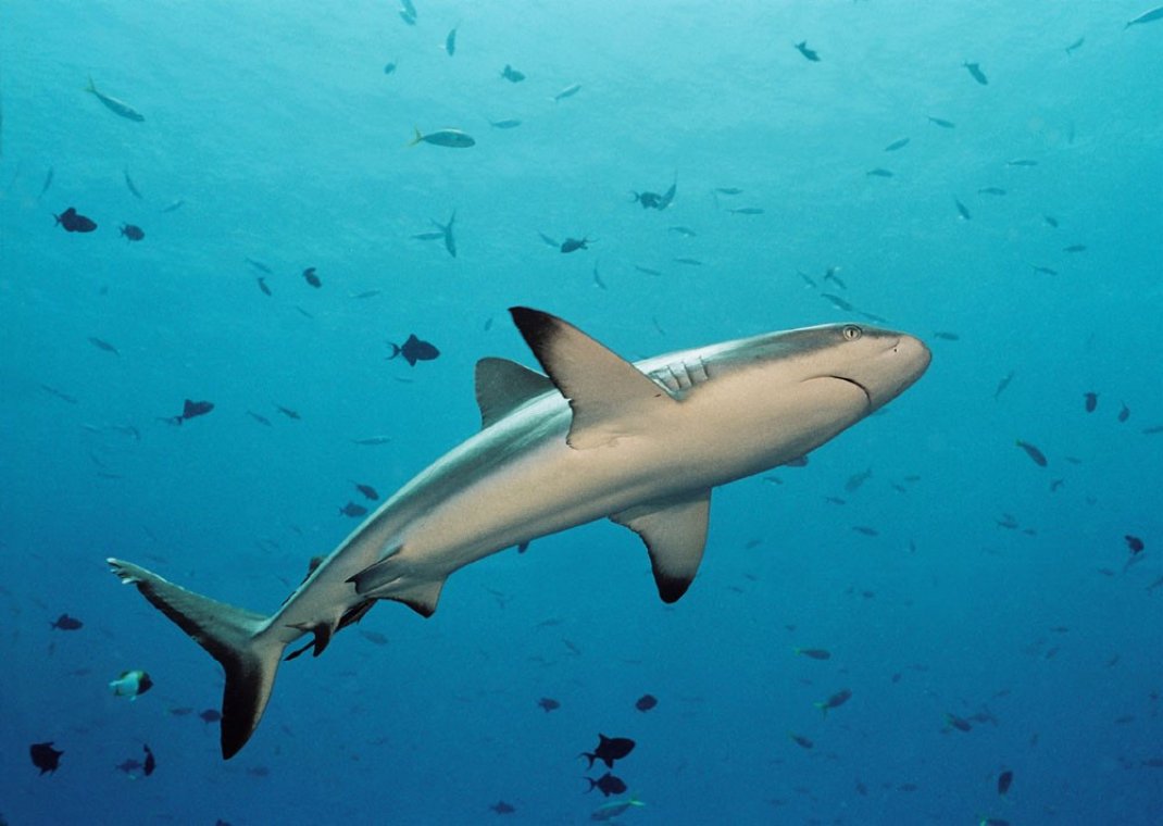 Fish 'n Fins - Diving Holidays