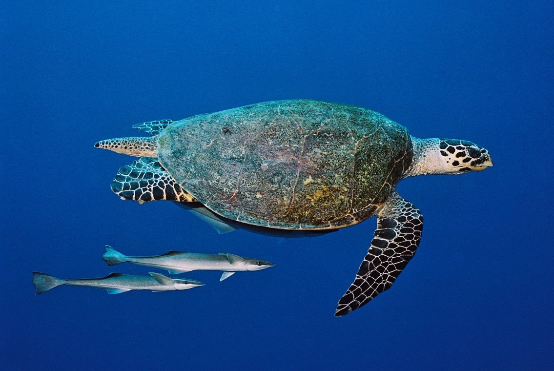 Fish 'n Fins - Diving Holidays