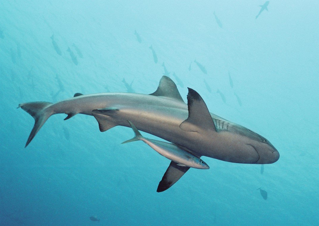 Fish 'n Fins - Diving Holidays