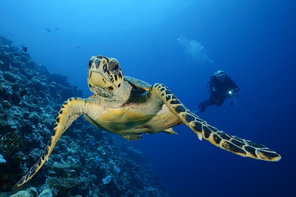 Carpe Diem vloot Malediven - Diving Holidays
