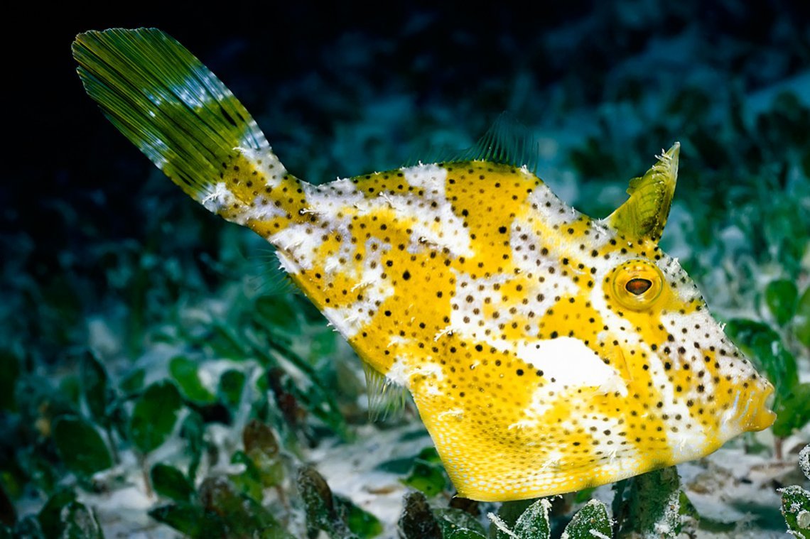 Carpe Diem vloot Malediven - Diving Holidays