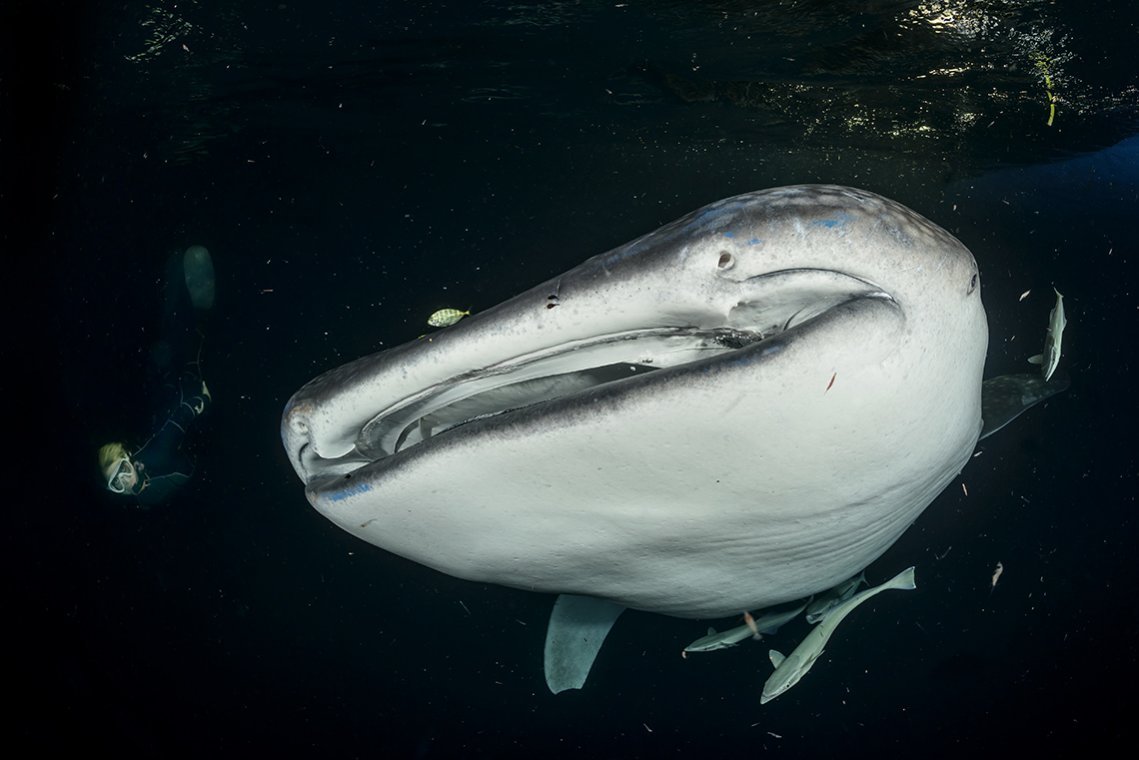 Carpe Diem vloot Malediven - Diving Holidays