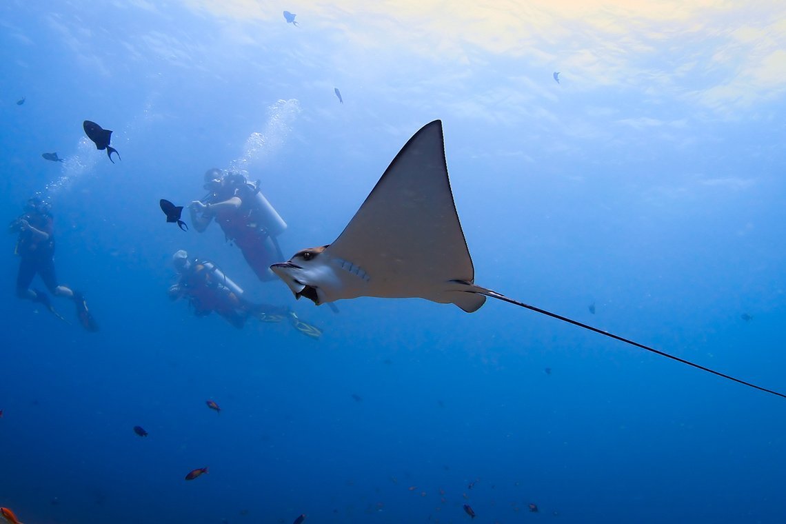 Carpe Diem vloot Malediven - Eagle ray Carpe Diem vloot Malediven - Diving Holidays