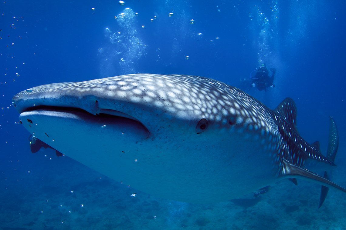 Carpe Diem vloot Malediven - Whaleshark with divers Carpe Diem vloot Malediven - Diving Holidays