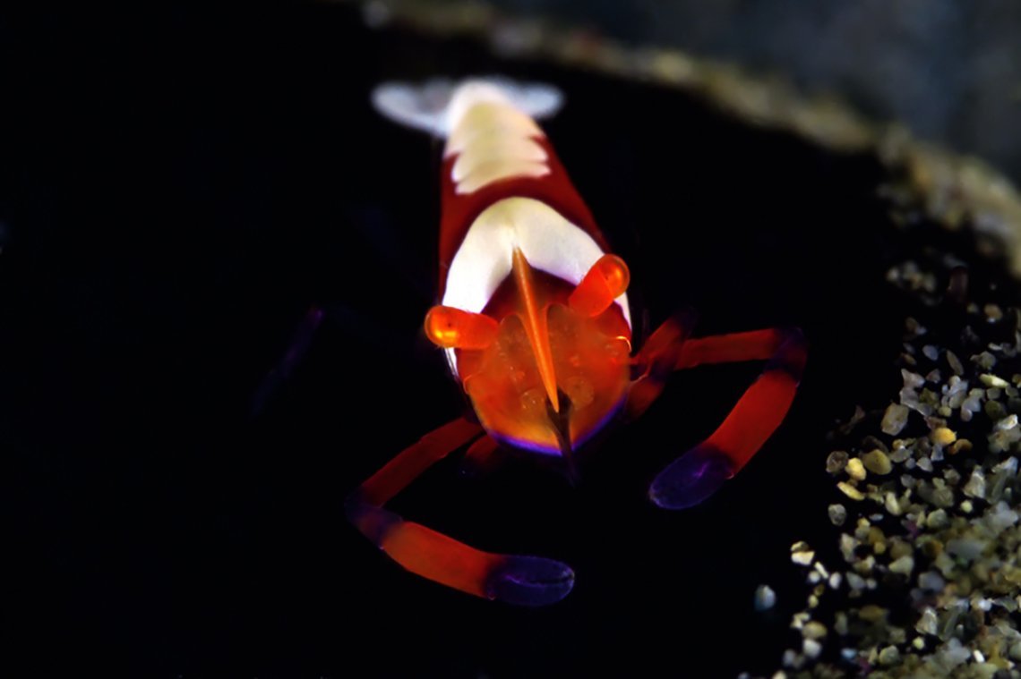 Buceo Anilao Beach & Dive Resort - Diving Holidays Buceo Anilao Beach & Dive Resort - Diving Holidays